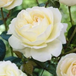 'Sirius' Bedding Rose -Plant Seeds Store visi25913 sirius