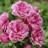 'Soul' Shrub Rose 1 'Soul' Shrub Rose -Plant Seeds Store visi28374 soul