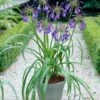 Agapanthus 'Purple Heart' | 3L