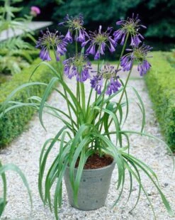 Agapanthus 'Purple Heart' | 3L