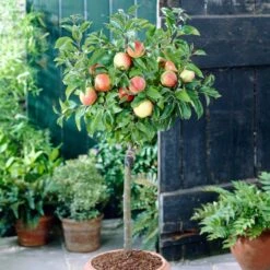 'Discovery' Semi-Dwarf Apple Tree -Plant Seeds Store visi28809 discovery