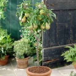 Award Winning Patio Fruit Tree Collection | Cherry, Pear & Plum | Growers' Choice -Plant Seeds Store visi28811