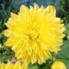 Dahlia Kelvin Floodlight -Plant Seeds Store visi34057 floodlight 8a4d1536 e743 4927 86ed 699934963a6e