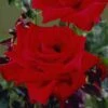 'Love Knot' Climbing Rose -Plant Seeds Store visi34822 love knot