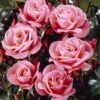 'Nautica' Floribunda Rose -Plant Seeds Store visi35141 nautica