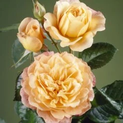 'Perfect Harmony' Hybrid Tea Rose 8 'Perfect Harmony' Hybrid Tea Rose -Plant Seeds Store visi35443 perfect harmony