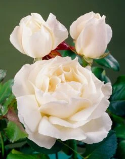 'Patio Hit Georgia' Patio Shrub Rose -Plant Seeds Store visi35488 georgia