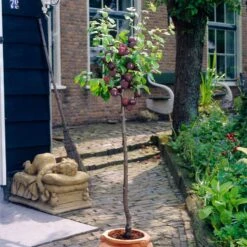 Award Winning Patio Fruit Tree Collection | Cherry, Pear & Plum | Growers' Choice -Plant Seeds Store visi35980 victoria