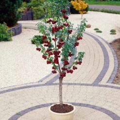 Award Winning Patio Fruit Tree Collection | Cherry, Pear & Plum | Growers' Choice -Plant Seeds Store visi35989