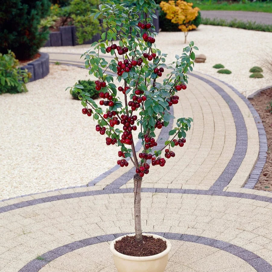 Stella Patio Cherry Tree 3 Stella Patio Cherry Tree
