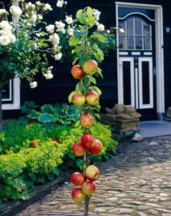 James Grieve Apple Tree | Dwarf Rootstock -Plant Seeds Store visi35996