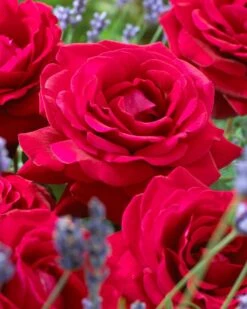 'Parade Karla' Patio Shrub Rose -Plant Seeds Store visi36032 karla