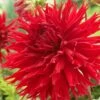 Dahlia Jaxon -Plant Seeds Store visi47451 jaxon d6d0bff1 6de8 4ecf 9d47 1977353db943