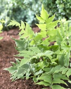 Holly Fern | Cyrtomium Clivicola