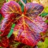 Ornamental Grape Vine | Vitis 'Brant' -Plant Seeds Store vitis brant