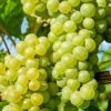 'Chardonnay' Grape Vine -Plant Seeds Store vitischardonnay1