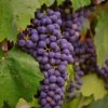 'Regent' Grape Vine 2 'Regent' Grape Vine -Plant Seeds Store vitisregent1