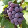 'Strawberry' Grape Vine 2 'Strawberry' Grape Vine -Plant Seeds Store vitisstrawberry1