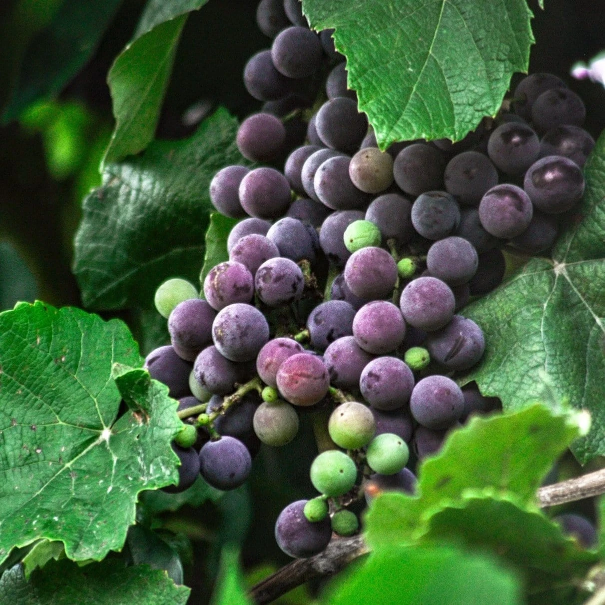 'Strawberry' Grape Vine 3 'Strawberry' Grape Vine - Image 2