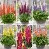 West Country Lupin Collection -Plant Seeds Store westcountrylupincol 1