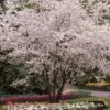 White Winter Flowering Cherry Tree | Prunus Subhirtella 'Autumnalis' 1 White Winter Flowering Cherry Tree | Prunus Subhirtella 'Autumnalis' -Plant Seeds Store whitewinter 1