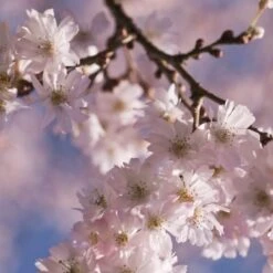 White Winter Flowering Cherry Tree | Prunus Subhirtella 'Autumnalis' 8 White Winter Flowering Cherry Tree | Prunus Subhirtella 'Autumnalis' -Plant Seeds Store whitewinter 2