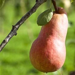 'Red Williams' Pear Tree -Plant Seeds Store williamsred 1