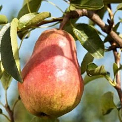 'Red Williams' Pear Tree -Plant Seeds Store williamsred 2