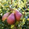 'Red Williams' Pear Tree 2 'Red Williams' Pear Tree -Plant Seeds Store williamsred 3