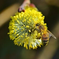 Best Mixed Native Wildlife Hedging | Growers' Choice -Plant Seeds Store willow tortousa