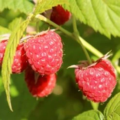 'Yummy' Patio Raspberry Plant -Plant Seeds Store yummy1