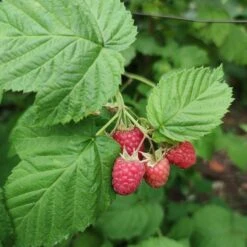 'Yummy' Patio Raspberry Plant -Plant Seeds Store yummy2