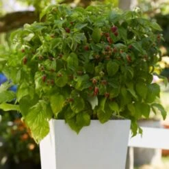'Yummy' Patio Raspberry Plant -Plant Seeds Store yummy2 ab3b9673 1f5b 4caa a169 4e8b735fd36b